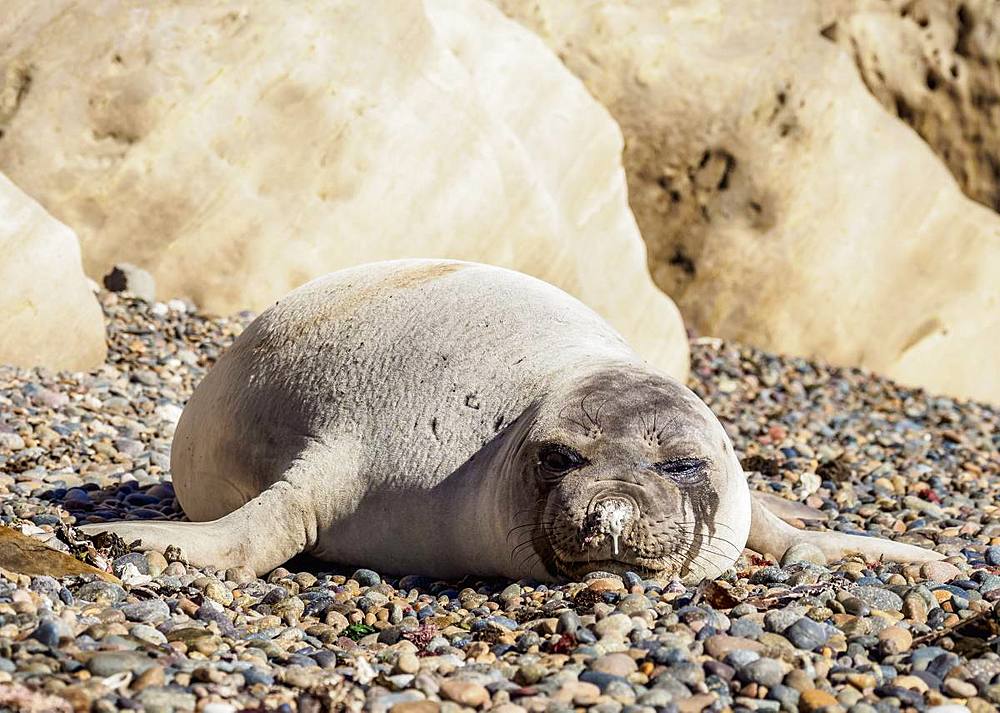 Southern Elephant Seal (Mirounga leonina), female, Punta Ninfas, Atlantic Coast, Chubut Province, Patagonia, Argentina, South America