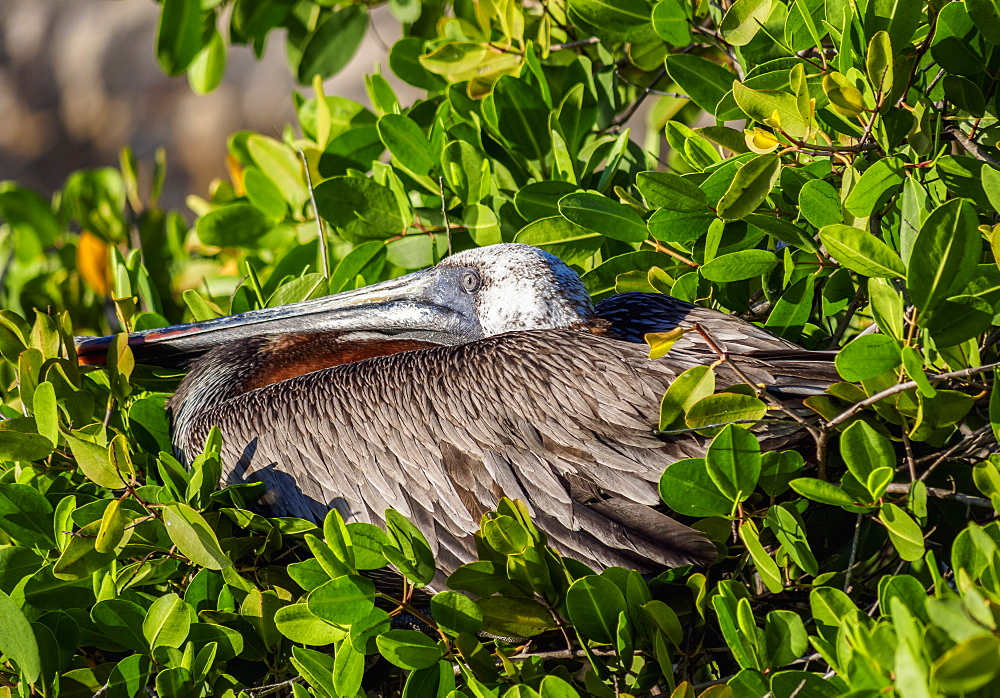 Brown pelican (Pelecanus occidentalis), Puerto Ayora, Santa Cruz (Indefatigable) Island, Galapagos, UNESCO World Heritage Site, Ecuador, South America