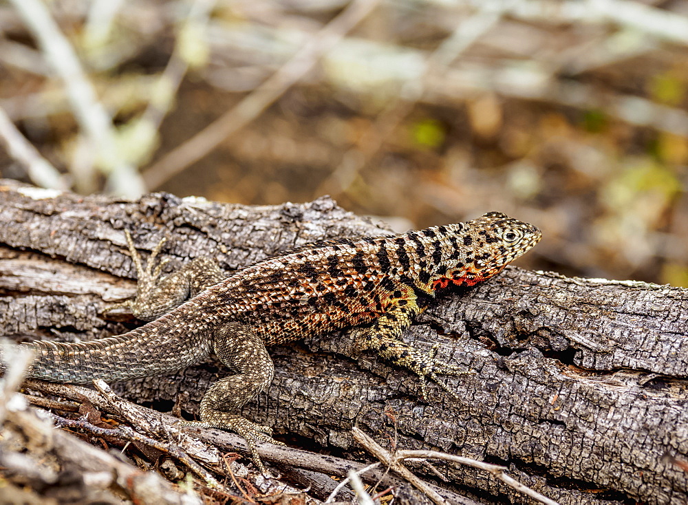 Lava Lizard (Microlophus albemarlensis), Santa Cruz (Indefatigable) Island, Galapagos, UNESCO World Heritage Site, Ecuador, South America