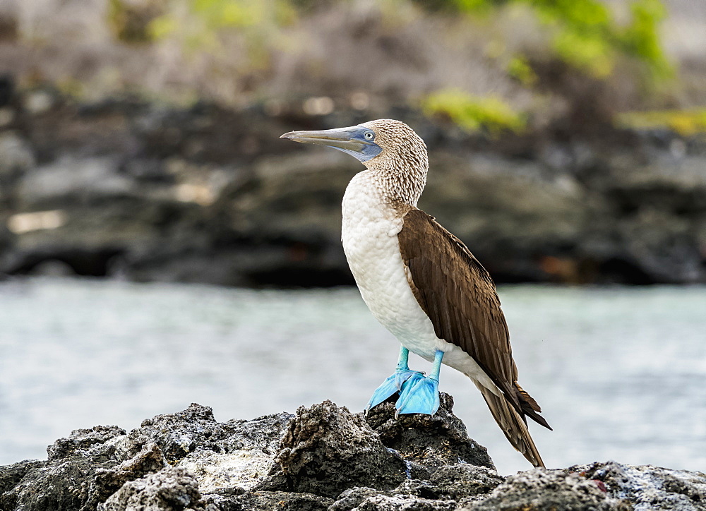 Blue-footed booby (Sula nebouxii) on the rocky coast by the Bachas Beach, Santa Cruz (Indefatigable) Island, Galapagos, UNESCO World Heritage Site, Ecuador, South America