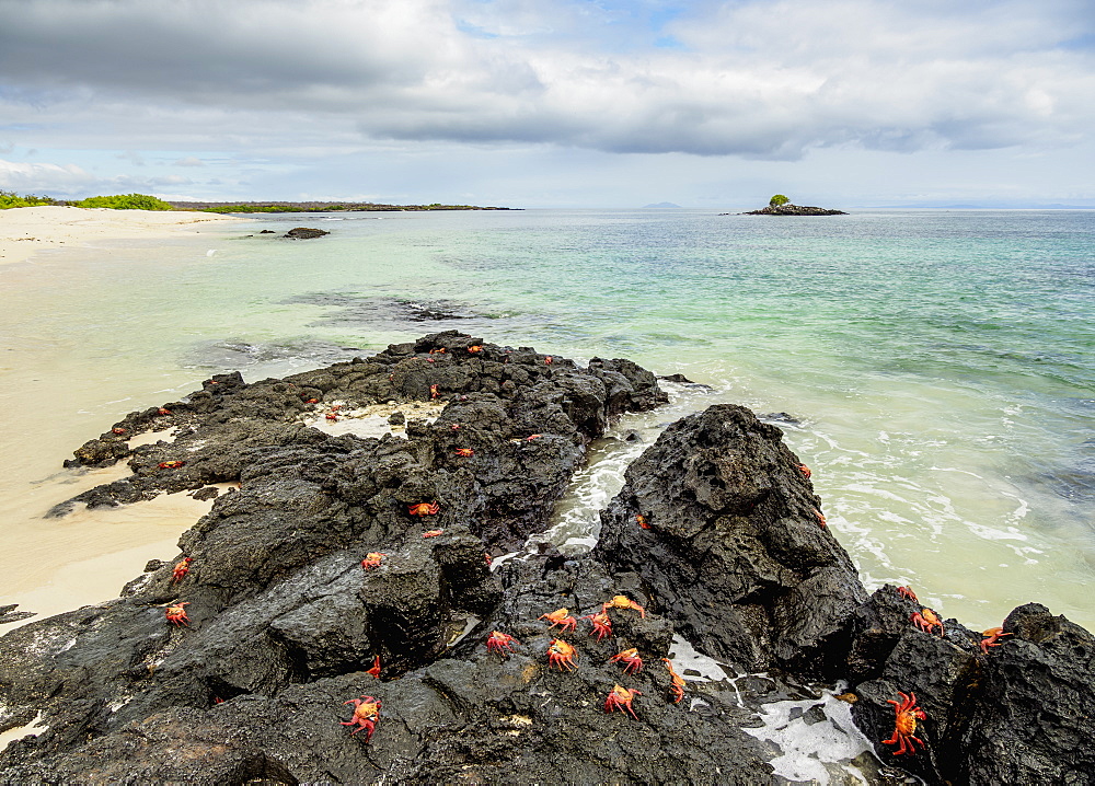 Sally Lightfoot Crabs (Grapsus grapsus), Bachas Beach, Santa Cruz (Indefatigable) Island, Galapagos, UNESCO World Heritage Site, Ecuador, South America