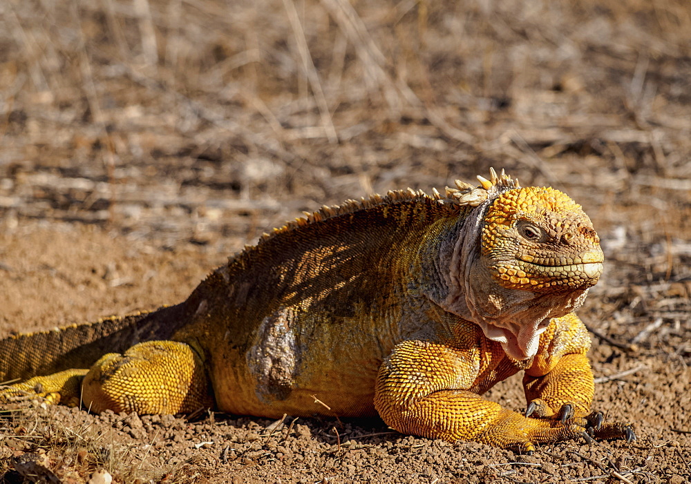 Land iguana (Conolophus subcristatu), Dragon Hill, Santa Cruz (Indefatigable) Island, Galapagos, UNESCO World Heritage Site, Ecuador, South America