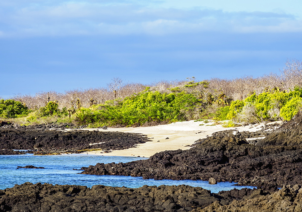 Landscape of the Dragon Hill area, Santa Cruz (Indefatigable) Island, Galapagos, UNESCO World Heritage Site, Ecuador, South America