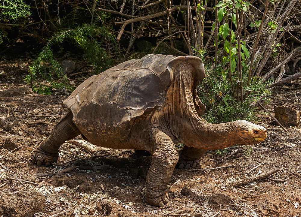 Giant Tortoise at Charles Darwin Research Station, Puerto Ayora, Santa Cruz (Indefatigable) Island, Galapagos, UNESCO World Heritage Site, Ecuador, South America