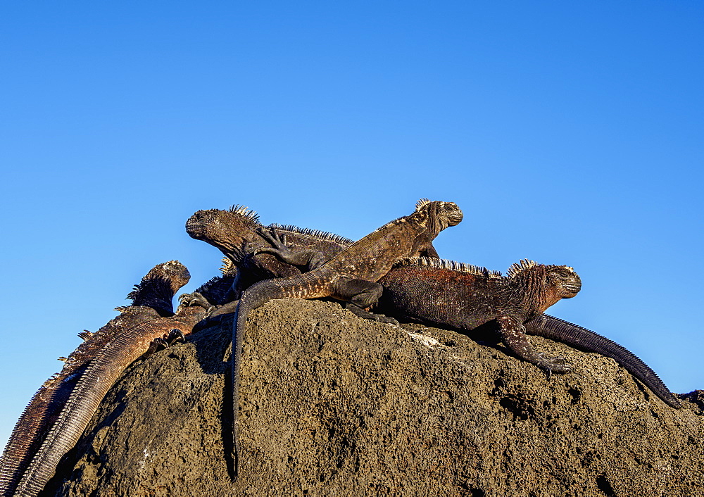 Marine iguanas (Amblyrhynchus cristatus), San Cristobal (Chatham) Island, Galapagos, UNESCO World Heritage Site, Ecuador, South America