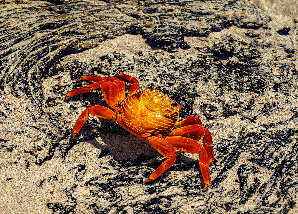 Sally Lightfoot crab (Grapsus grapsus), Sullivan Bay, Santiago (James) Island, Galapagos, UNESCO World Heritage Site, Ecuador, South America