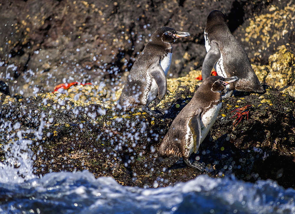 Galapagos penguins (Spheniscus mendiculus), Bartolome Island, Galapagos, UNESCO World Heritage Site, Ecuador, South America