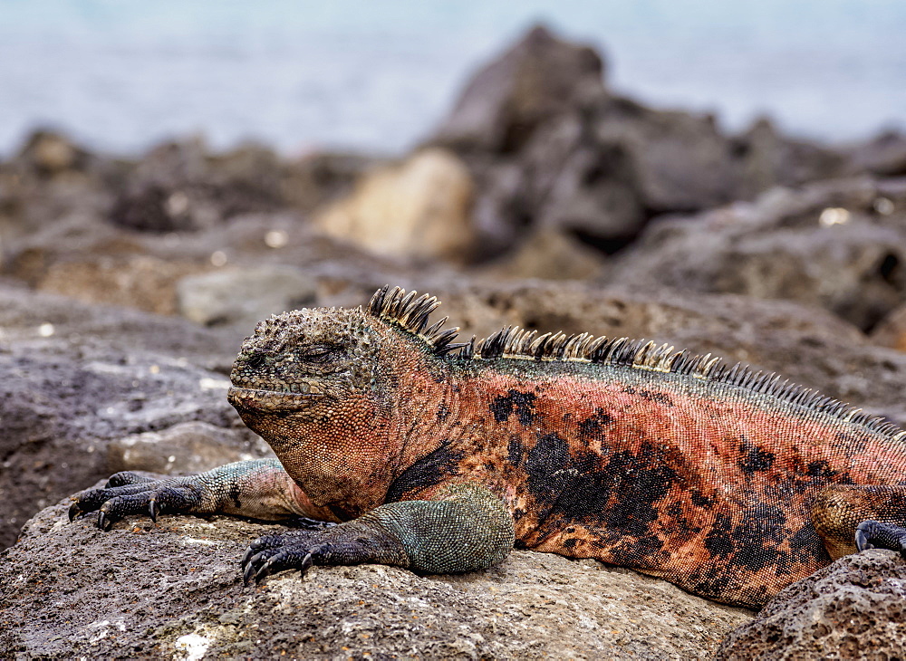 Marine iguana (Amblyrhynchus cristatus), Floreana (Charles) Island, Galapagos, UNESCO World Heritage Site, Ecuador, South America