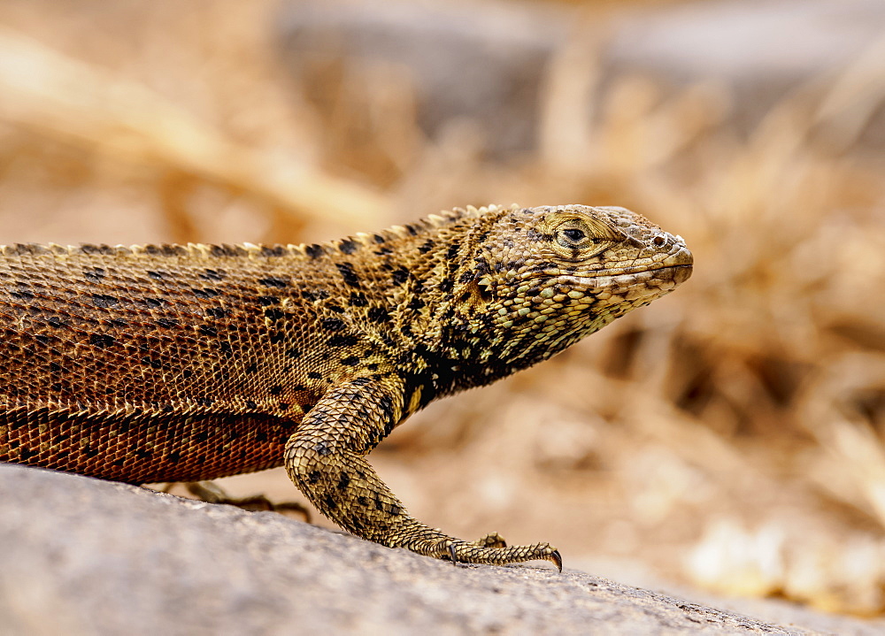 Lava lizard (Microlophus delanonis), Punta Suarez, Espanola (Hood) Island, Galapagos, UNESCO World Heritage Site, Ecuador, South America