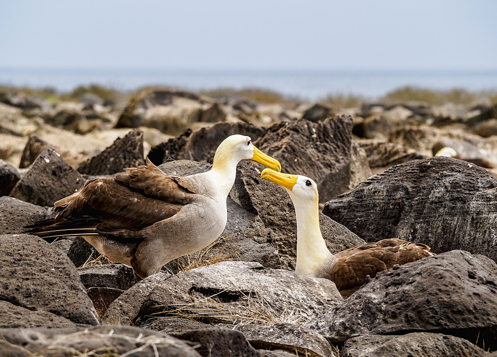 Waved albatross (Phoebastria irrorata), Punta Suarez, Espanola (Hood) Island, Galapagos, UNESCO World Heritage Site, Ecuador, South America