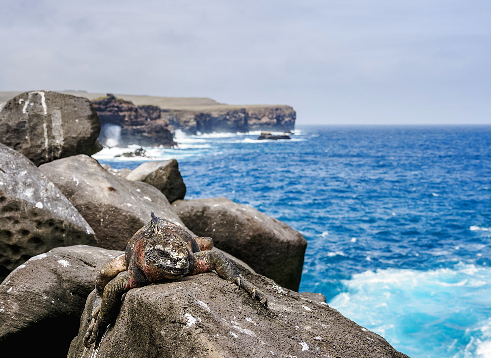 Marine iguana (Amblyrhynchus cristatus), Punta Suarez, Espanola (Hood) Island, Galapagos, UNESCO World Heritage Site, Ecuador, South America