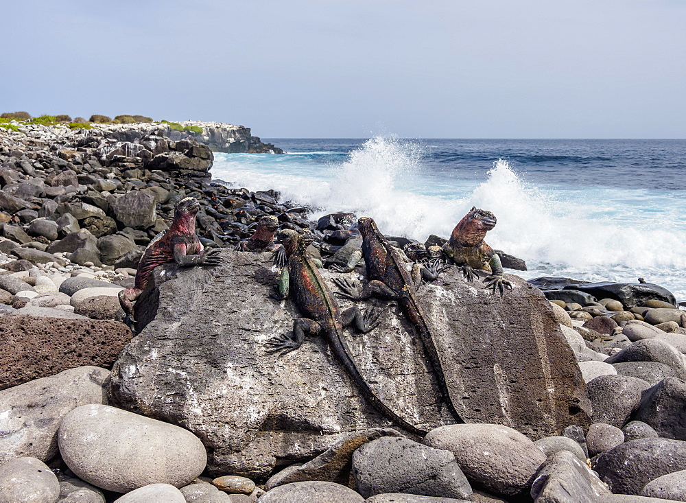 Marine iguanas (Amblyrhynchus cristatus), Punta Suarez, Espanola (Hood) Island, Galapagos, UNESCO World Heritage Site, Ecuador, South America