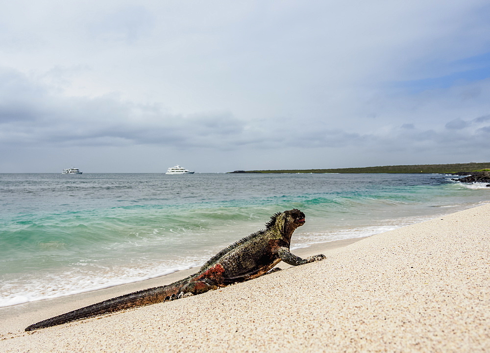 Marine iguana (Amblyrhynchus cristatus) on a beach at Punta Suarez, Espanola (Hood) Island, Galapagos, UNESCO World Heritage Site, Ecuador, South America