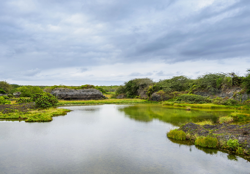 Flamingo Lagoon, Isabela (Albemarle) Island, Galapagos, UNESCO World Heritage Site, Ecuador, South America