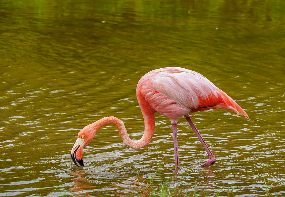 Greater flamingo (Phoenicopterus roseus), Isabela (Albemarle) Island, Galapagos, UNESCO World Heritage Site, Ecuador, South America