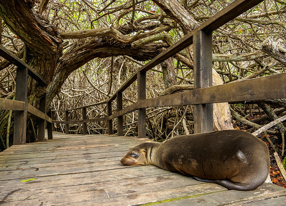 Sea Lion (Zalophus wollebaeki), Mangrove Forest on a trail to Concha de Perla, Isabela (Albemarle) Island, Galapagos, UNESCO World Heritage Site, Ecuador, South America