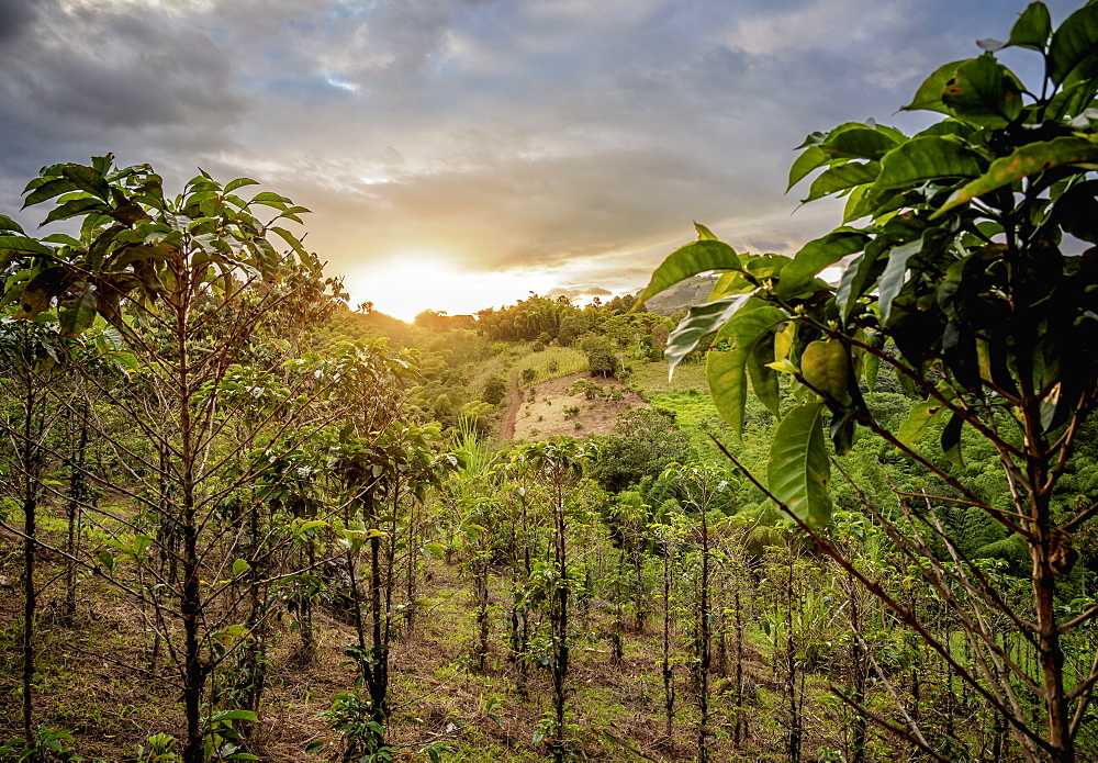 Coffee plantation at sunset, San Agustin, Huila Department, Colombia, South America