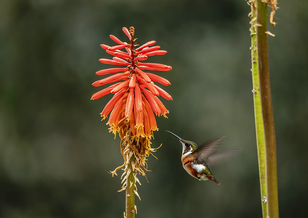 Colibri Hummingbird, La Montana, Salento, Quindio Department, Colombia, South America