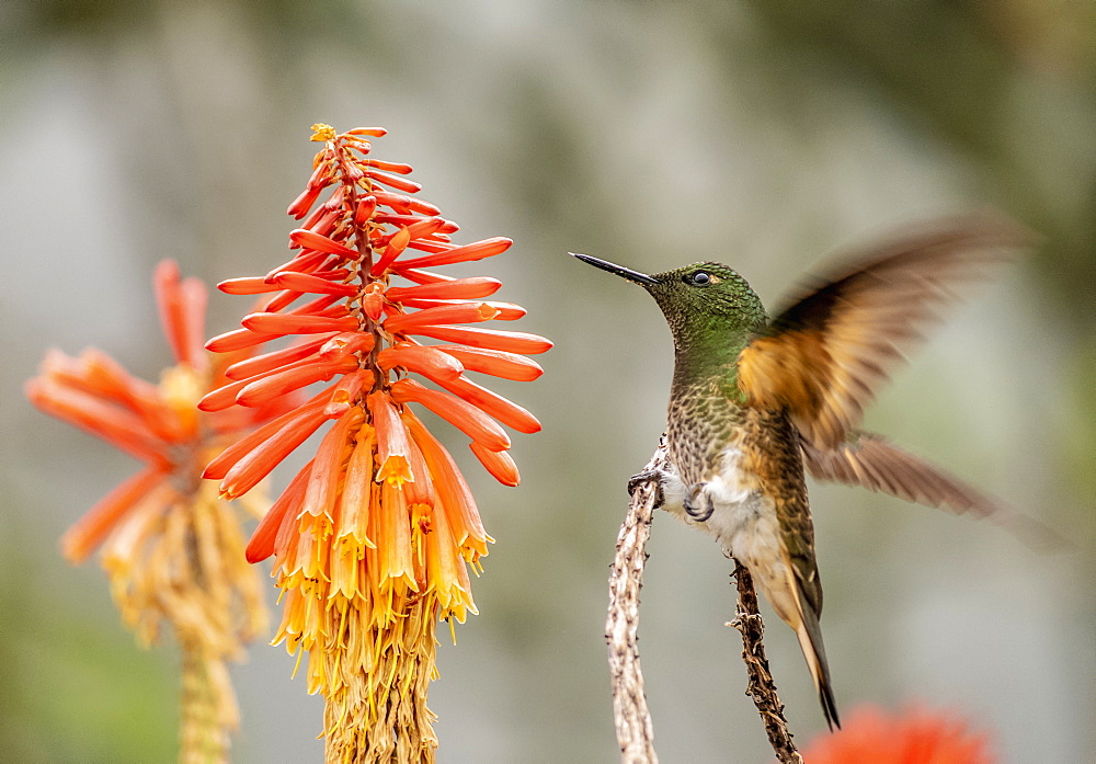 Colibri Hummingbird, La Montana, Salento, Quindio Department, Colombia, South America