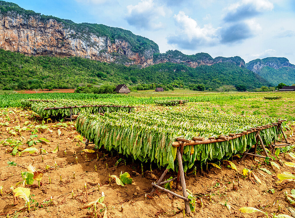 Tobacco leaves drying in the field, Vinales Valley, UNESCO World Heritage Site, Pinar del Rio Province, Cuba, West Indies, Caribbean, Central America