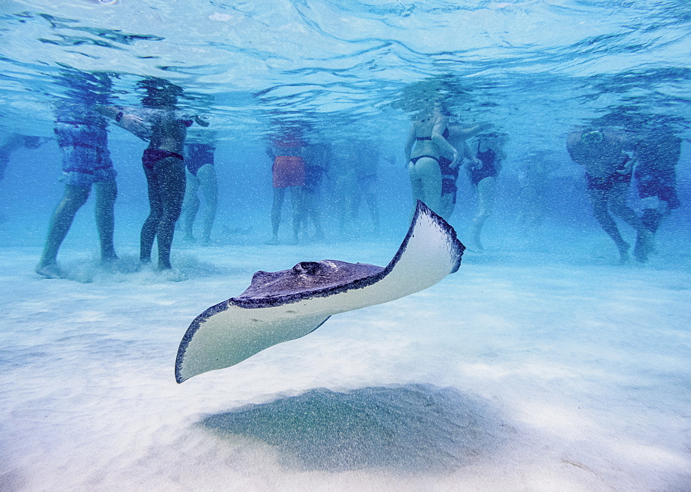 Southern stingray (Hypanus americanus), Stingray City, Grand Cayman, Cayman Islands, Caribbean, Central America