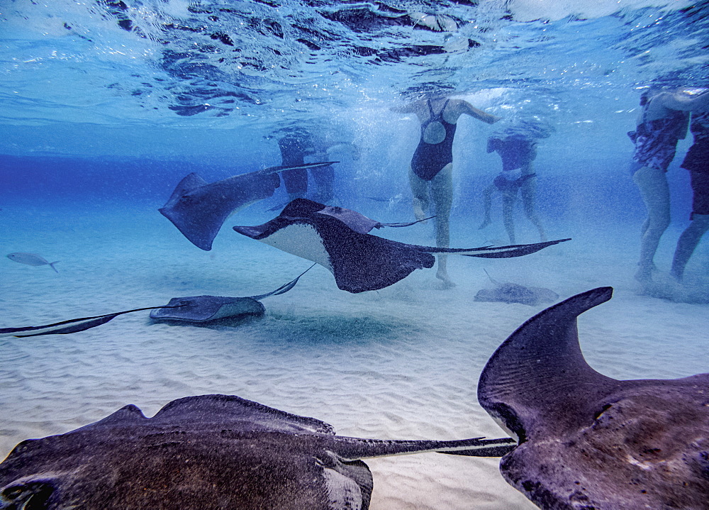 Southern stingray (Hypanus americanus), Stingray City, Grand Cayman, Cayman Islands, Caribbean, Central America