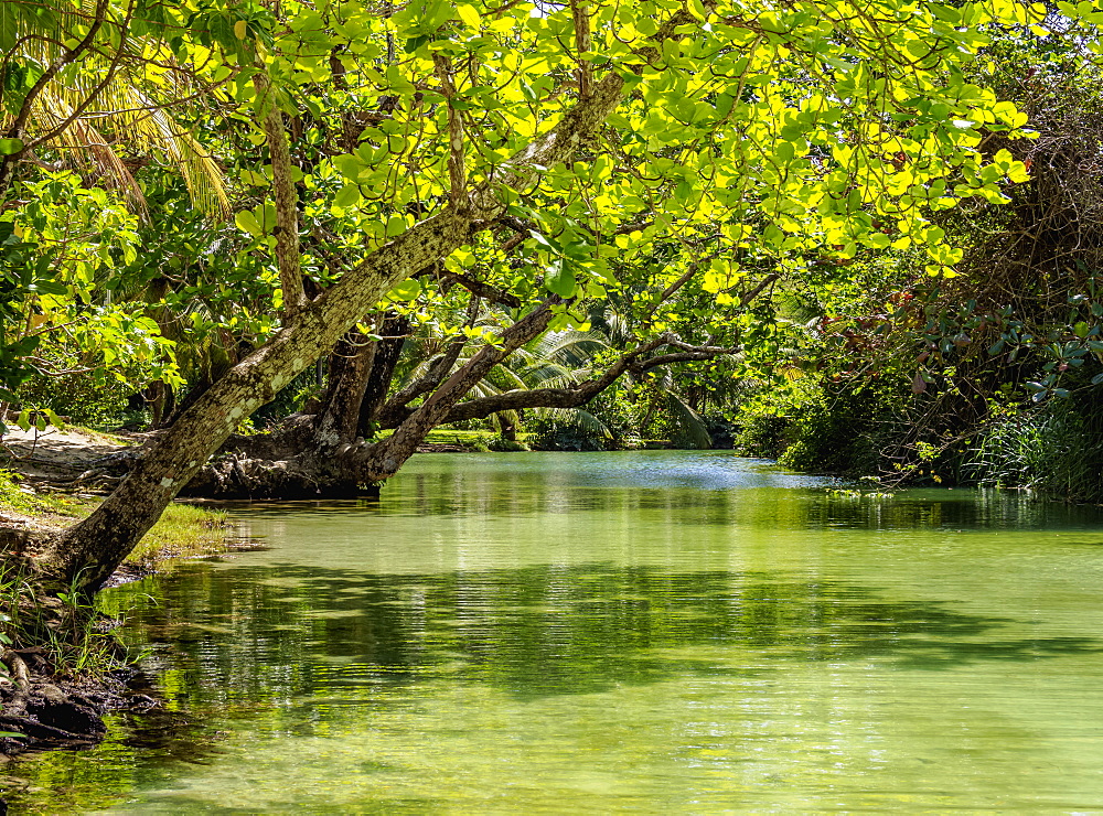 Frenchman's Cove River, Portland Parish, Jamaica, West Indies, Caribbean, Central America