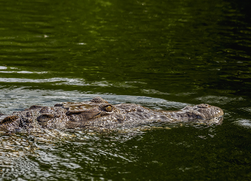 Crocodile smimming in the Black River, Saint Elizabeth Parish, Jamaica, West Indies, Caribbean, Central America