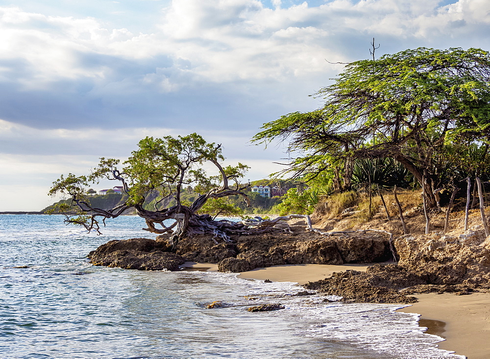 Lone Tree by the Jack Sprat Beach, Treasure Beach, Saint Elizabeth Parish, Jamaica, West Indies, Caribbean, Central America