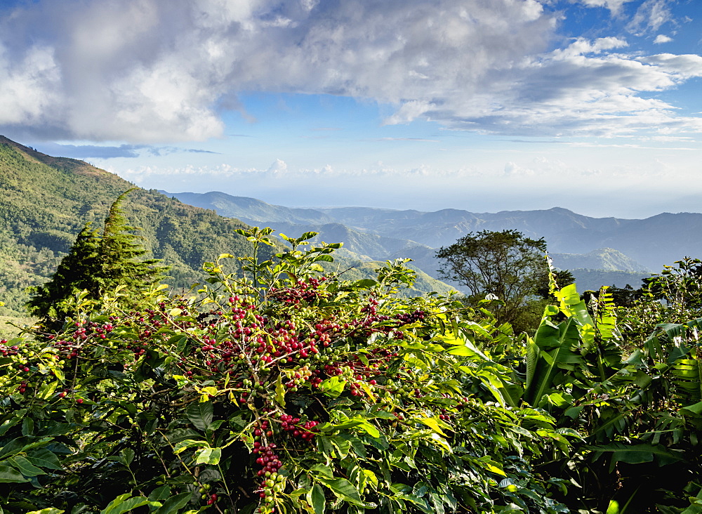 Coffea cherries at Coffee Plantation, Blue Mountains, Saint Thomas Parish, Jamaica, West Indies, Caribbean, Central America