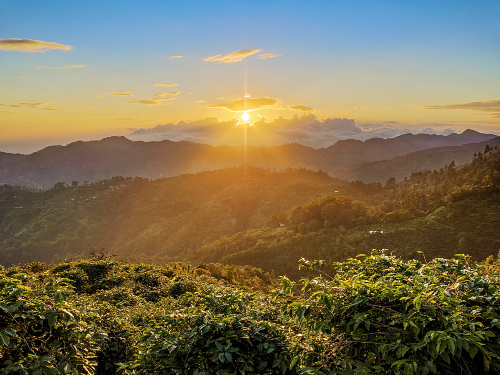 Coffee Plantation at sunset, Blue Mountains, Saint Thomas Parish, Jamaica, West Indies, Caribbean, Central America