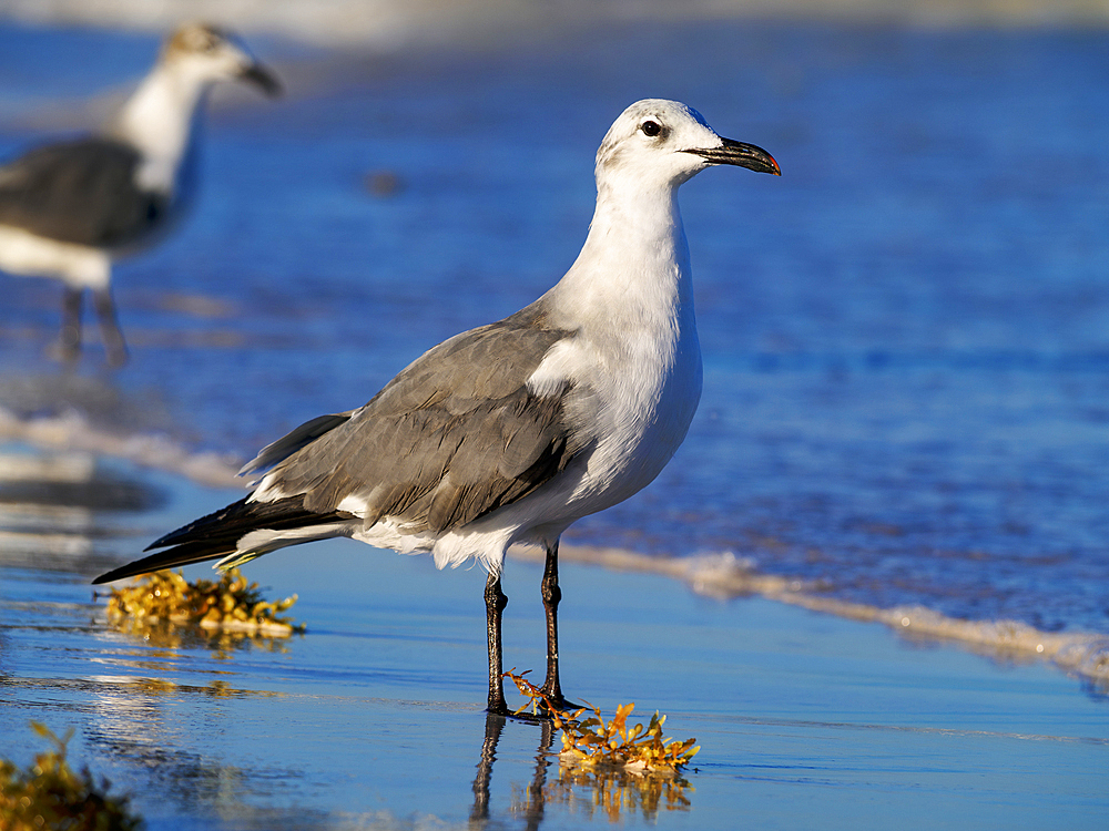 Seagull at the Paradise Beach, Tulum, Quintana Roo State, Mexico