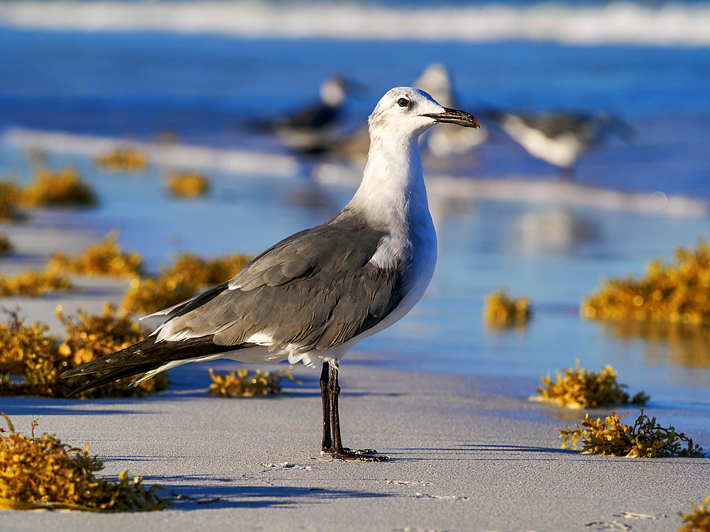 Seagull at the Paradise Beach, Tulum, Quintana Roo State, Mexico