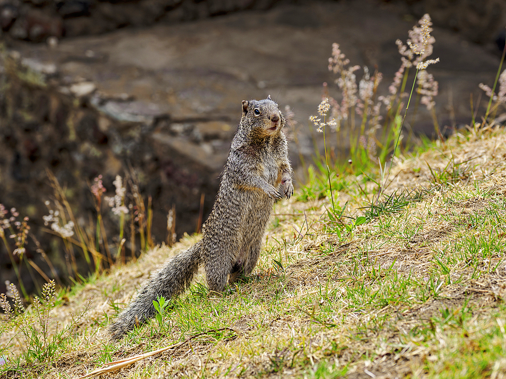 The rock squirrel (Otospermophilus variegatus) at The Great Pyramid Archaeological Site, Cholula, Puebla State, Mexico