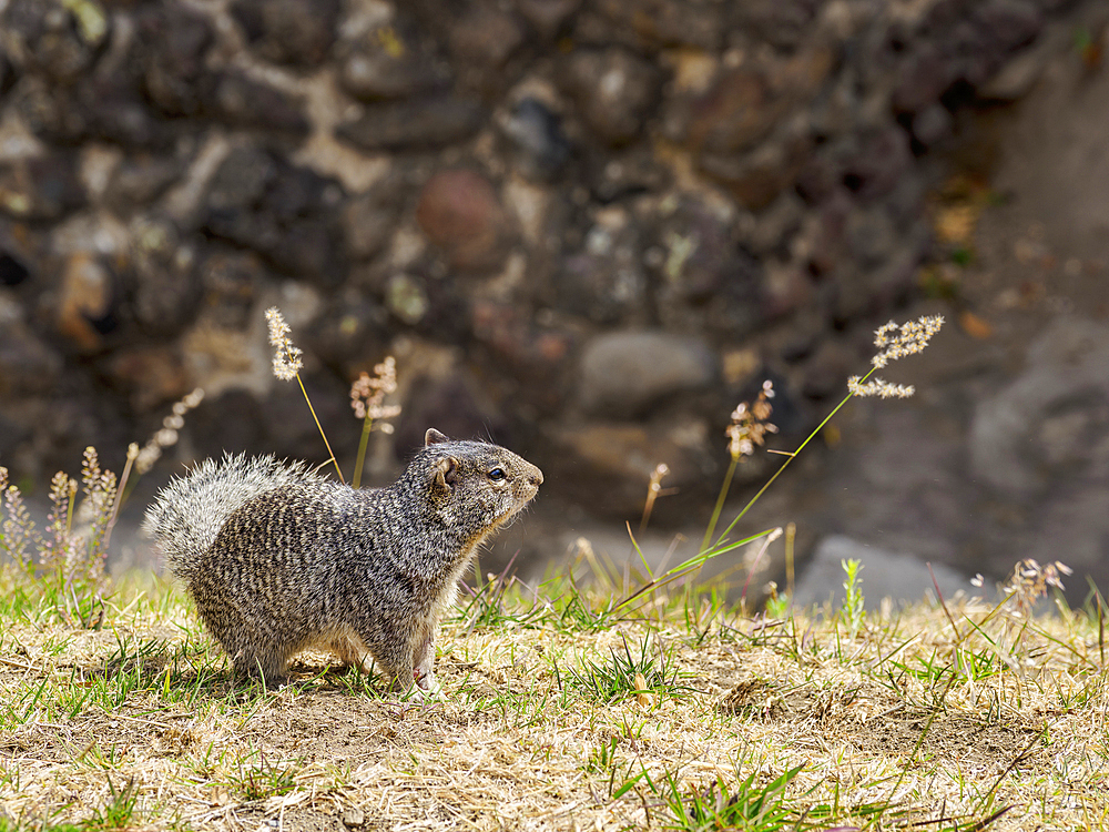 The rock squirrel (Otospermophilus variegatus) at The Great Pyramid Archaeological Site, Cholula, Puebla State, Mexico