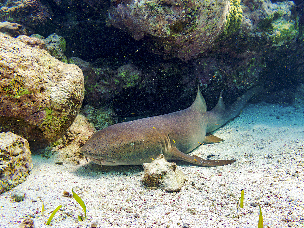 Nurse shark (Ginglymostoma cirratum) seen during the Hol Chan Marine Reserve, Shark Ray Alley and Coral Garden Snorkelling Tour, Belize District, Belize