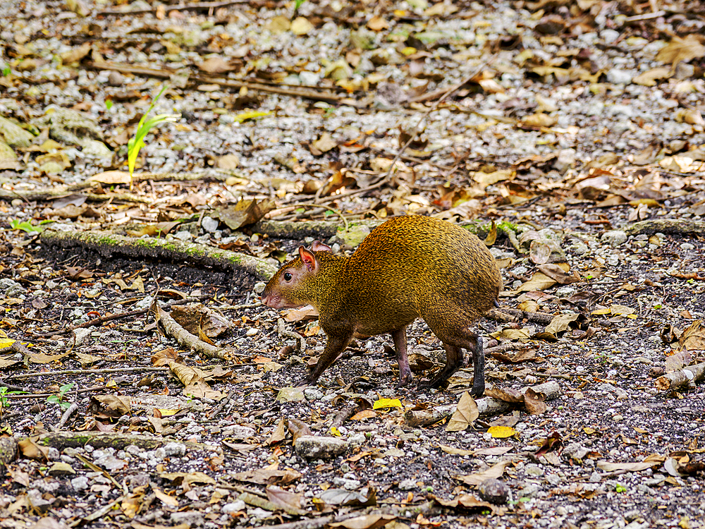 Central American Agouti (Dasyprocta punctata), San Ignacio, Cayo District, Belize