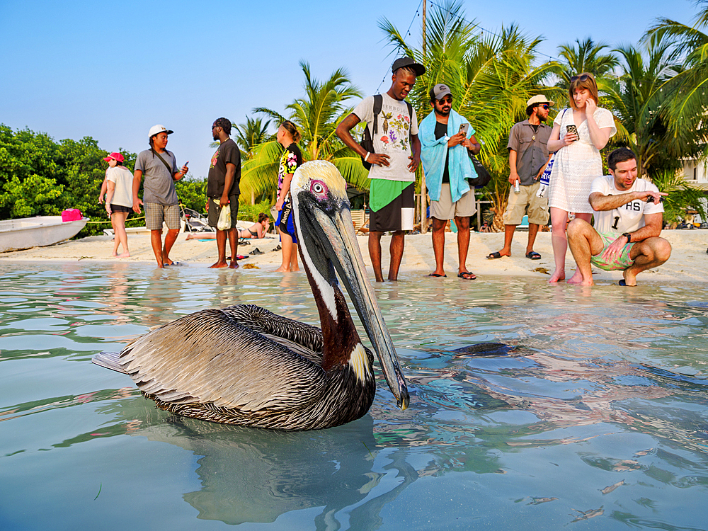 Brown pelican (Pelecanus occidentalis) at Stingray Beach, Caye Caulker, Belize District, Belize