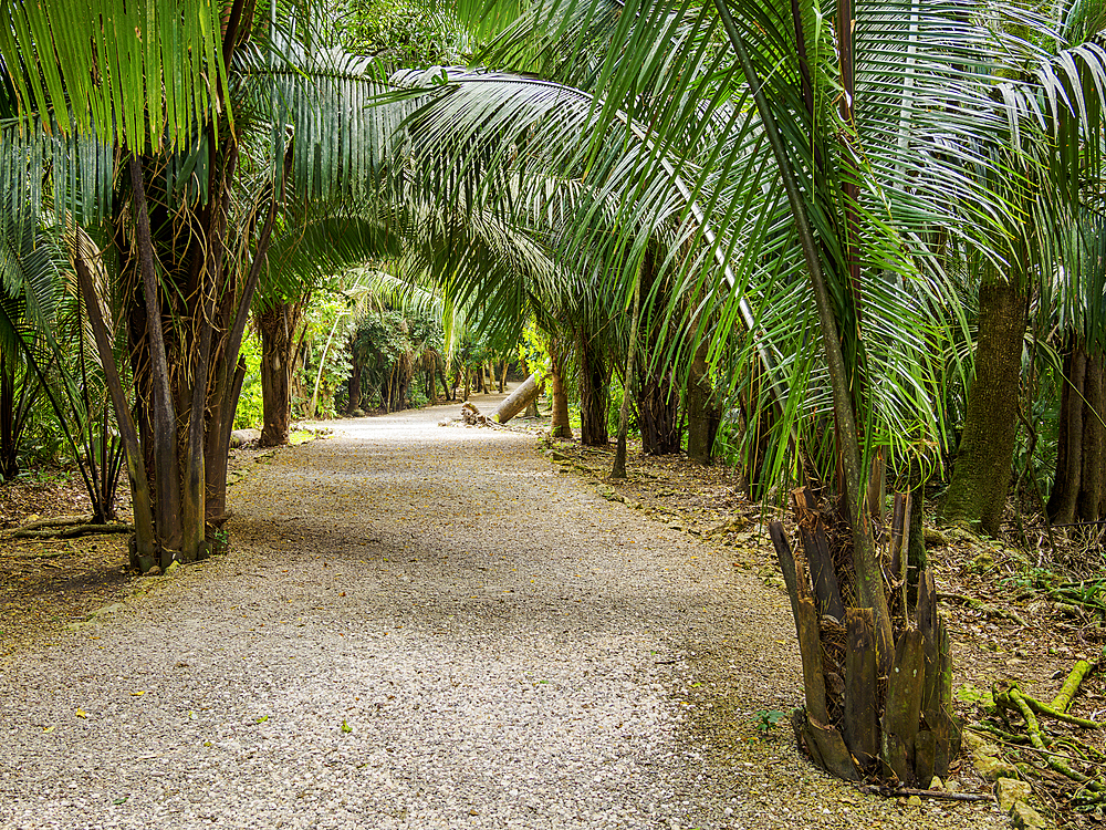 Footpath at Lamanai Archaeological Reserve, Orange Walk District, Belize
