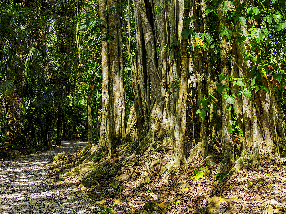 Footpath at Lamanai Archaeological Reserve, Orange Walk District, Belize
