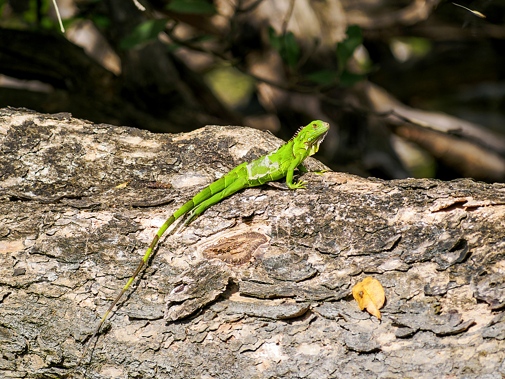 Green Iguana by the New River, Orange Walk District, Belize