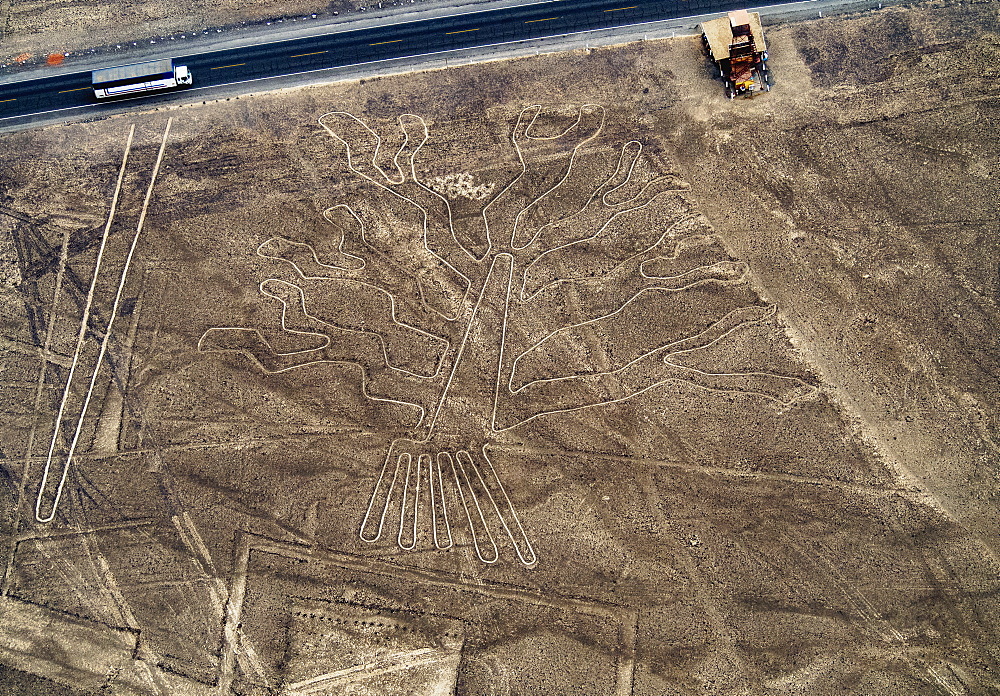 The Tree Geoglyph, aerial view, Nazca, UNESCO World Heritage Site, Ica Region, Peru, South America