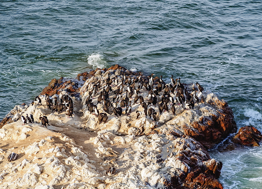 Humboldt penguins (Spheniscus humboldt) on the rock in Lagunillas, Paracas National Reserve, Ica Region, Peru, South America