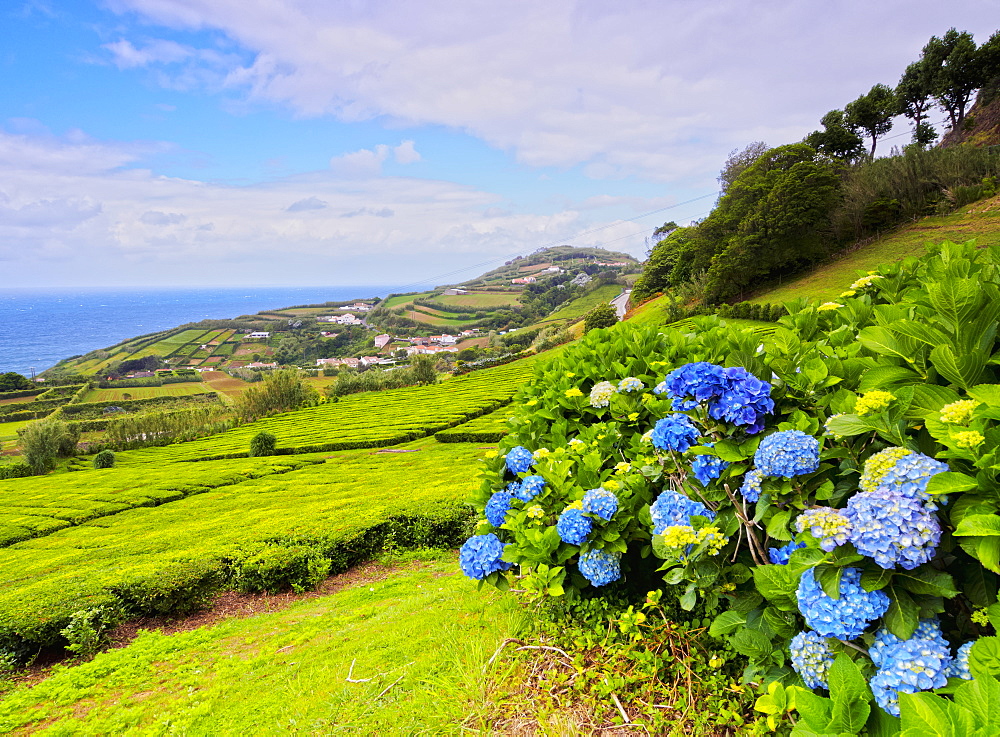 Porto Formoso tea fields, Sao Miguel Island, Azores, Portugal, Atlantic, Europe