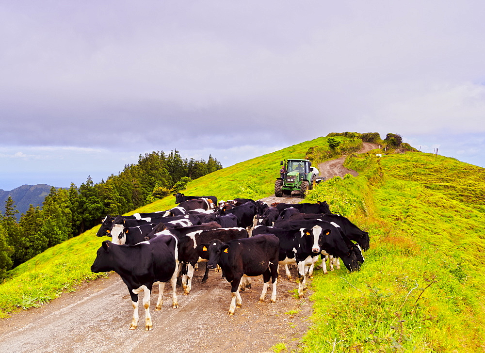 Cows near Sete Cidades, Sao Miguel Island, Azores, Portugal, Atlantic, Europe