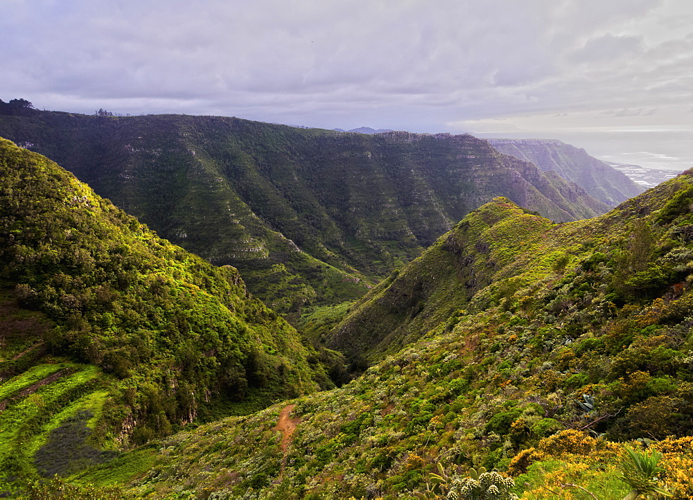 Barranco La Goleta, gorge, trail from Cruz del Carmen to Bajamar, Anaga Rural Park, Tenerife Island, Canary Islands, Spain, Atlantic, Europe