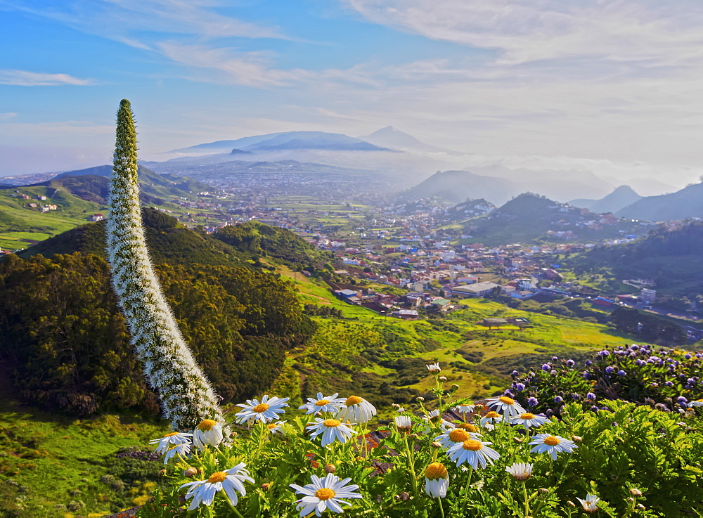 Arrebol tajinaste (Echium simplex), endemic plant, Mirador de Jardina, Tenerife Island, Canary Islands, Spain, Atlantic, Europe