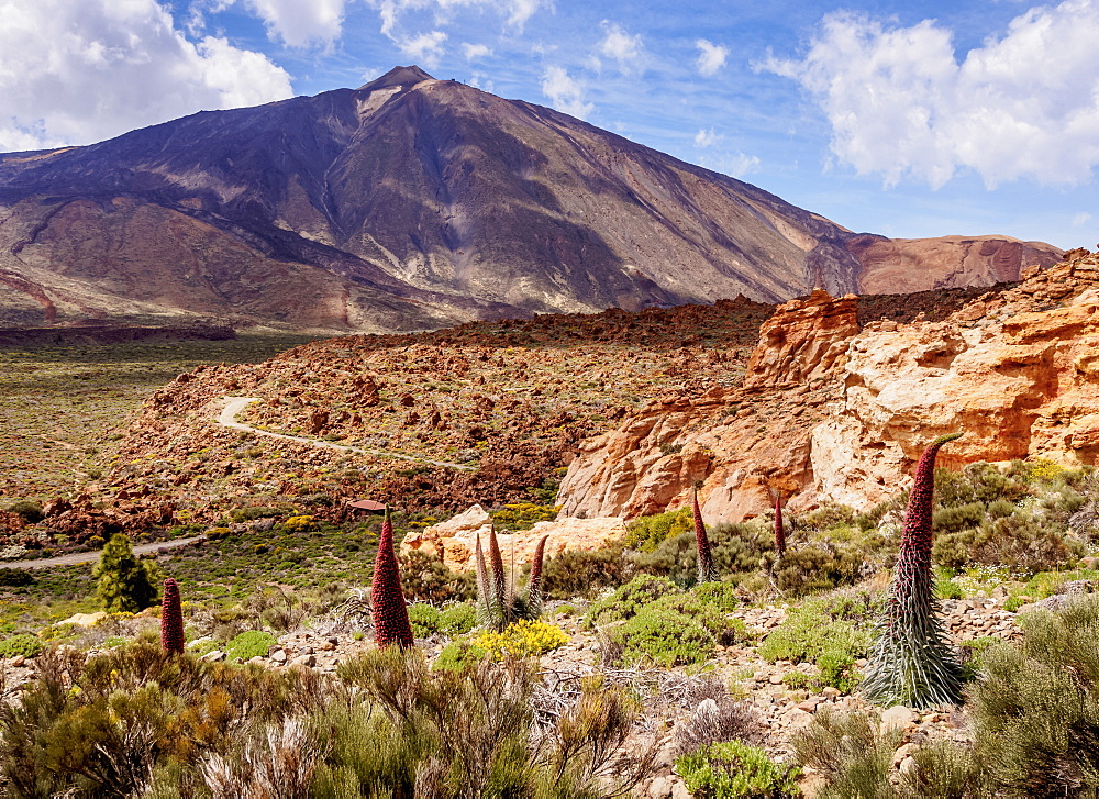 Tajinaste Rojo (Echium Wildpretii), endemic plant, Teide in the background, Teide National Park, UNESCO World Heritage Site, Tenerife, Canary Islands, Spain, Europe