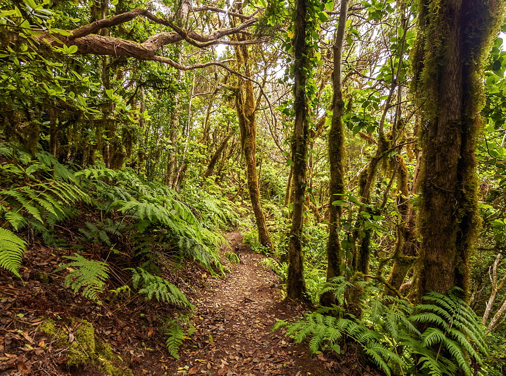 Bosque Encantado, laurel forest, Anaga Rural Park, Tenerife Island, Canary Islands, Spain, Europe