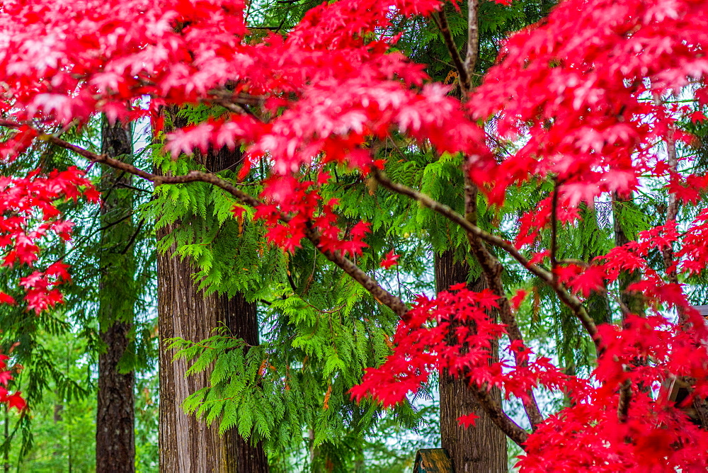 Japanese maple leaves and green trees on the Sunshine Coast, British Columbia, Canada, North America